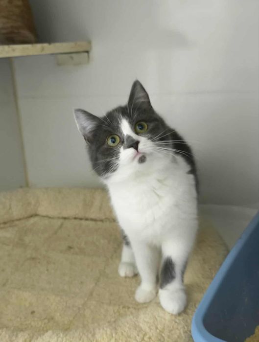 Котята из приюта ,ищем семью!