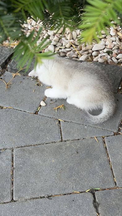 Котенята срібна шиншила/ британське кошиня / коти