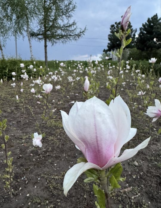 Magnolia Aleksandrina