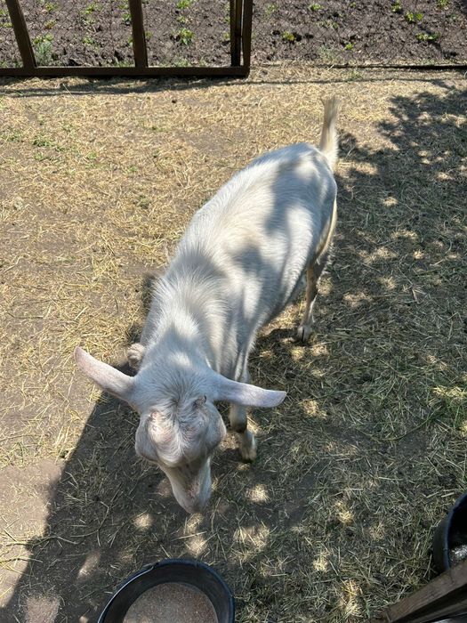 Коза, Козел , Козенята