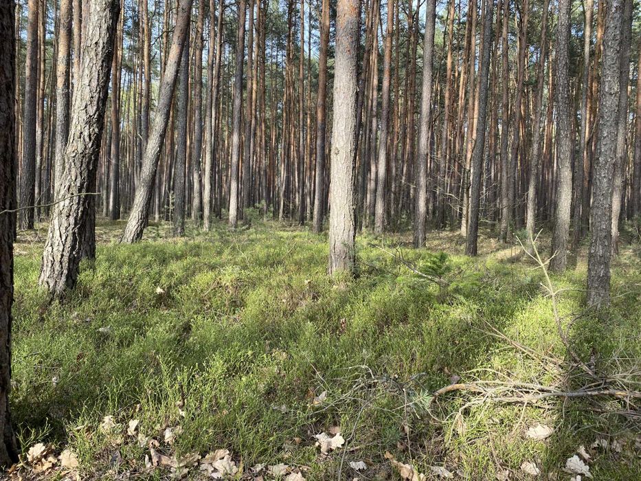 Działka leśna 2500 m² z warunkami zabudowy Osiedle Wilga pod Warszawą – pohled 3