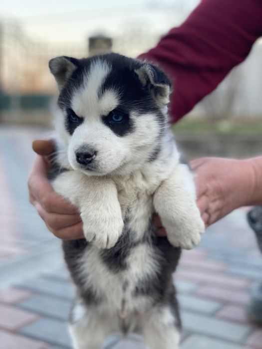 Хлопчик сибірської хаски