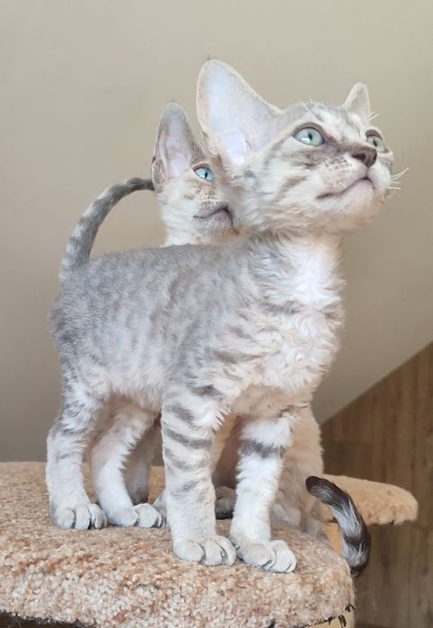 милі і ніжні дівчатка Devon-Rex