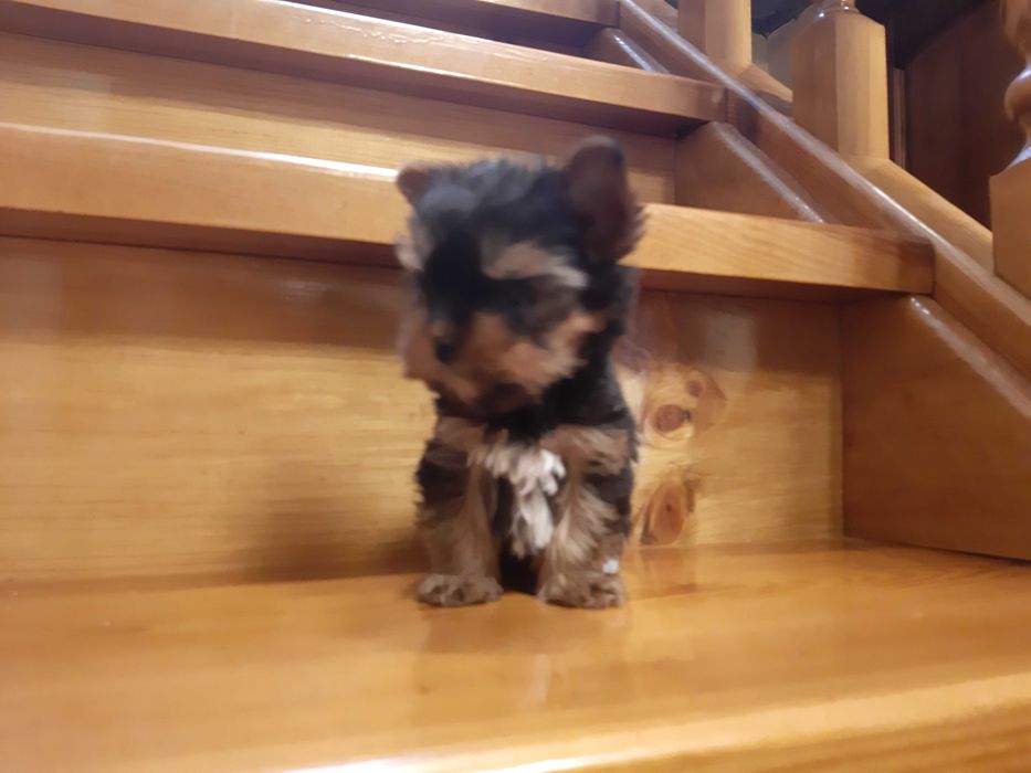 МИНИ малышка Йорочка!