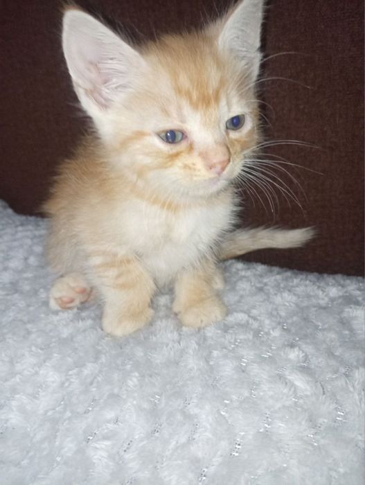 Кошенята шукають дім — безкоштовно