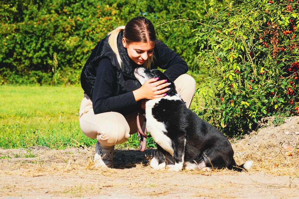 Liput - uroczy, grubiutki piesek