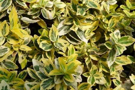 Trzmielina Gold Doniczka p9 na skarpy Złoto w Ogrodzie Tanio