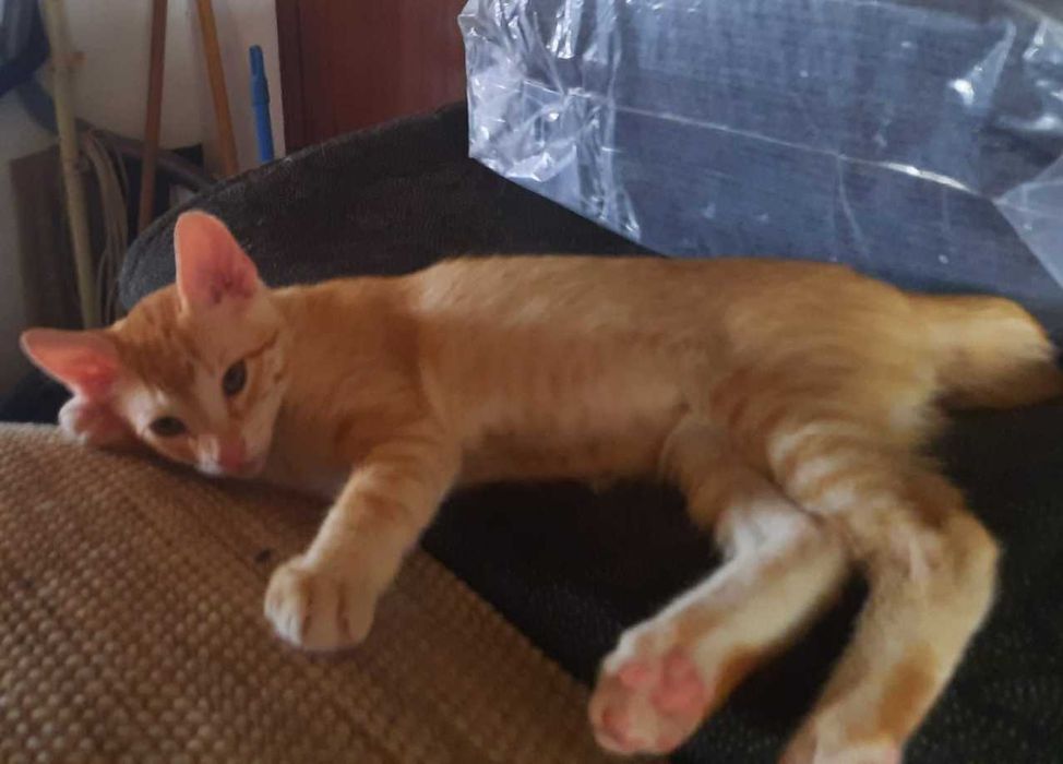 Gatinho laranja e gatinha preta