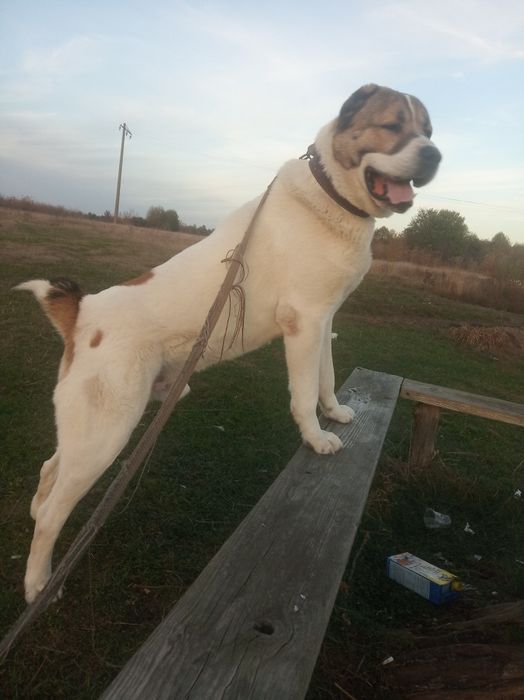 Алабай для в'язки