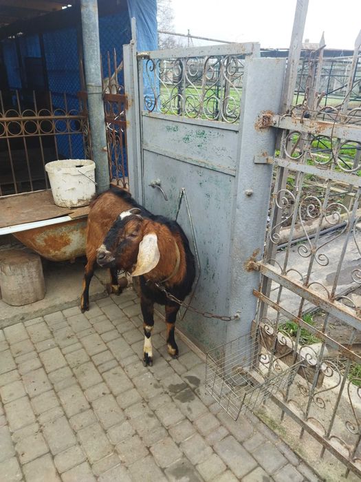 Продам Цап коза козенята англо нубійський цап Херсон