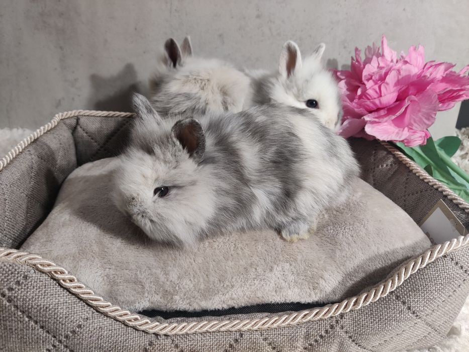 Króliczki Teddy Mini lop Lwie biało szare samiczka i samczyk