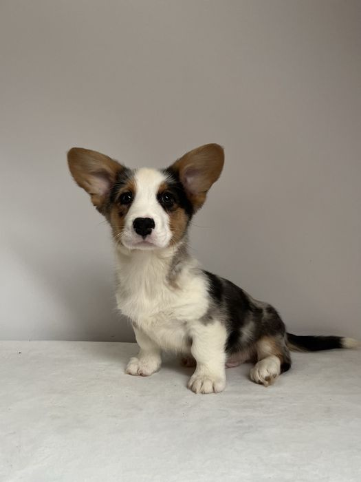 Welsh Corgi Cardigan - piesek Blue Merle