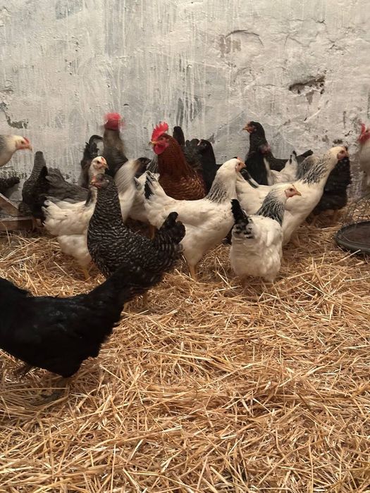 Ккрі Домінанти вік 5 місяців