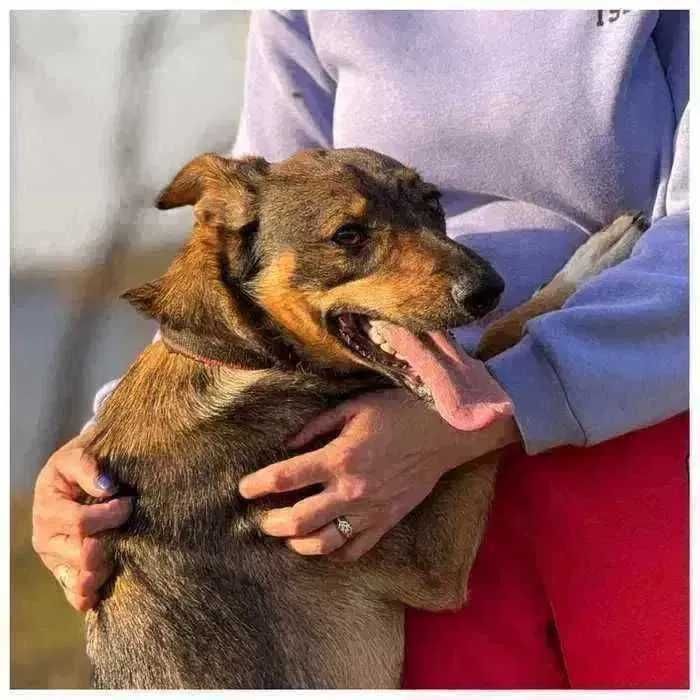 Молодая собака в поиске дома