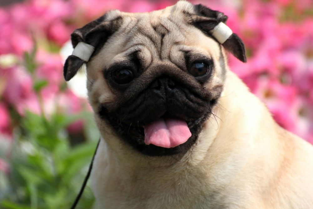 Племенные щенки мопса