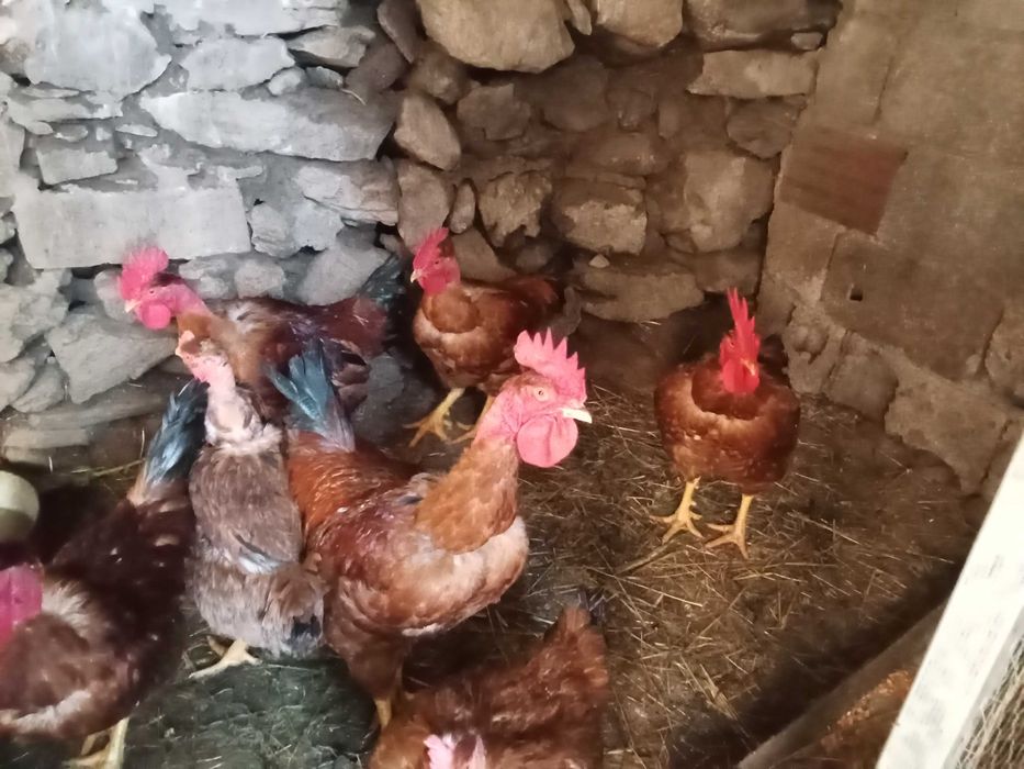 Frango do compo adulto saudável