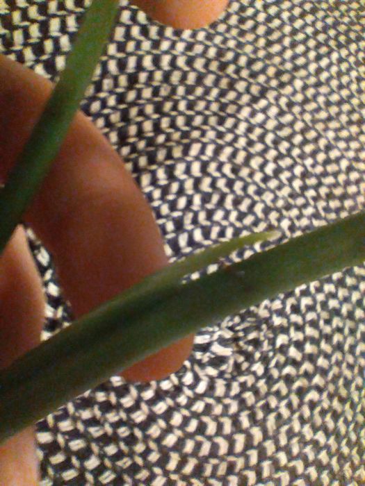 Syngonium mohito