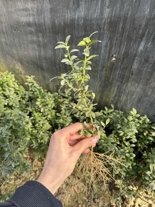 Саджанці самшиту