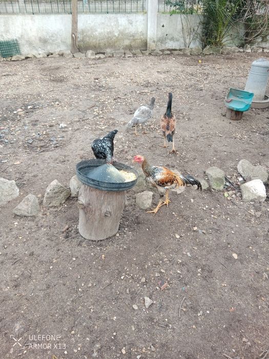 Vendo galinhas frangos caipira 100 por cento  natural criado ao ar liv