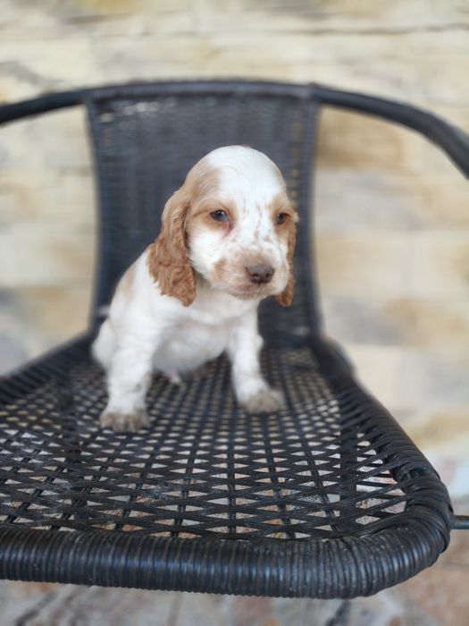 Cocker spaniel angielski pies