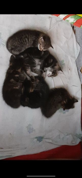 Отдам бесплатно котят