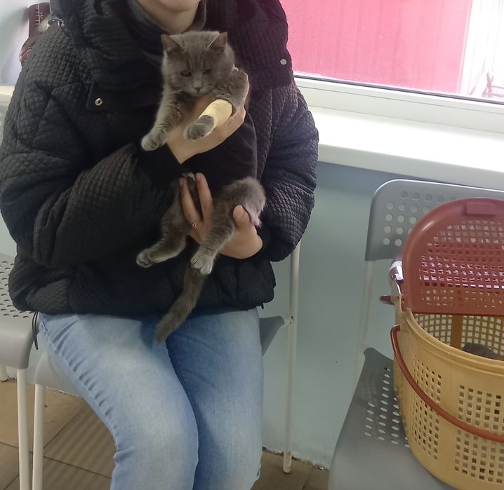 Кішечка стерелізована безкоштовно в добрі ручки