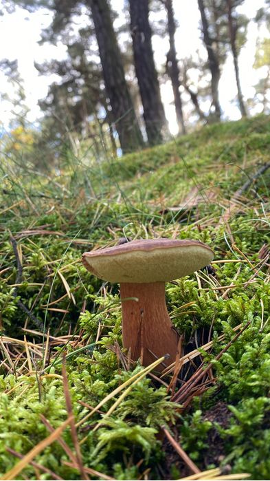 Domek  Na  Kaszubach - Niesiołowce