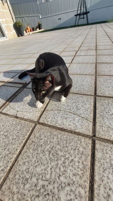 Gato jovem para adoção