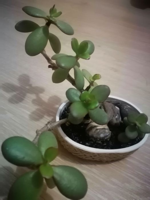 Бонсай красула в декоративной плошке