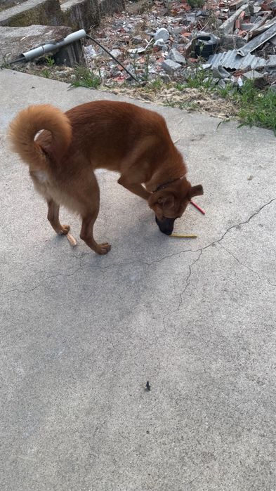 Cães de Guarda para adoção