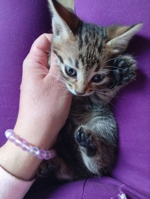 Отдам котёночка за символическую плату