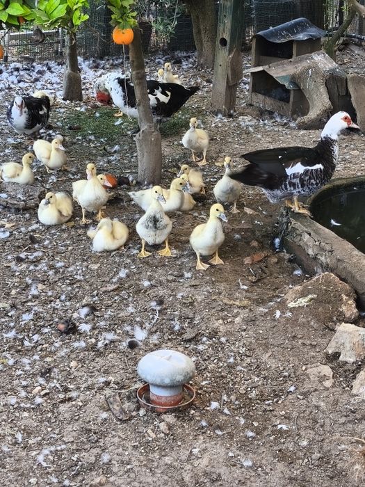 Patos com um mês, patos mudos, criação, animais
