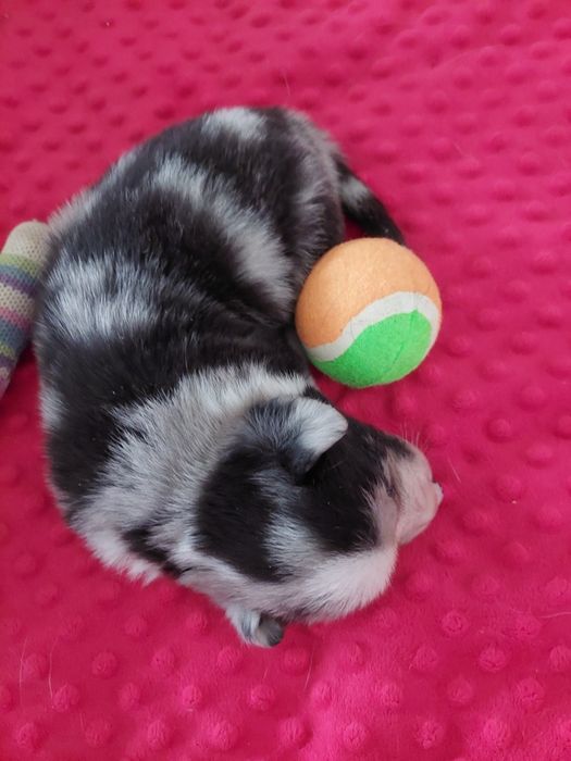 Welsh Corgi Cardigan FCI