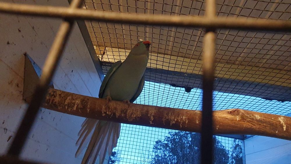 Ring neck fêmea adulta