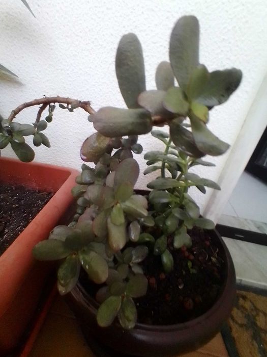 Plantas suculentas muito bonitas.