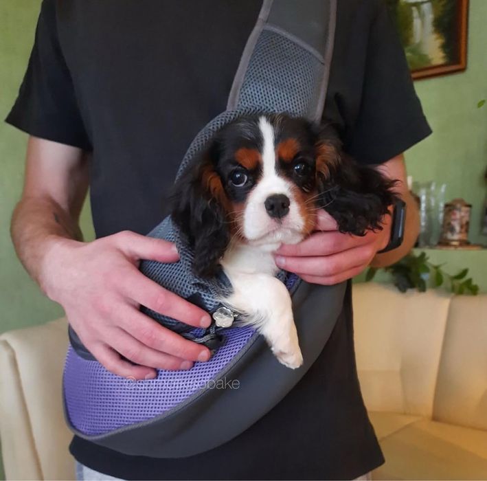 Сумка для тварин до 2.8 кг слінг переноска