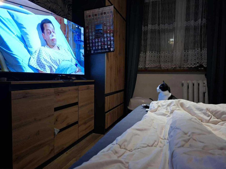 Młody, energiczny Pepe szuka kochającego domu