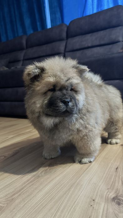 Chow chow piesek, szczeniak, podkarpacie