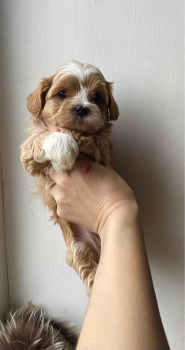 Мальтипу мальчик средний стандарт