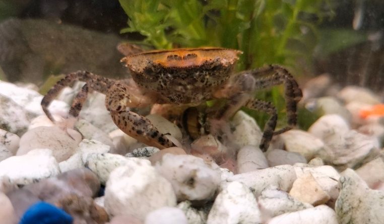 Krab Mekhong sprzedam