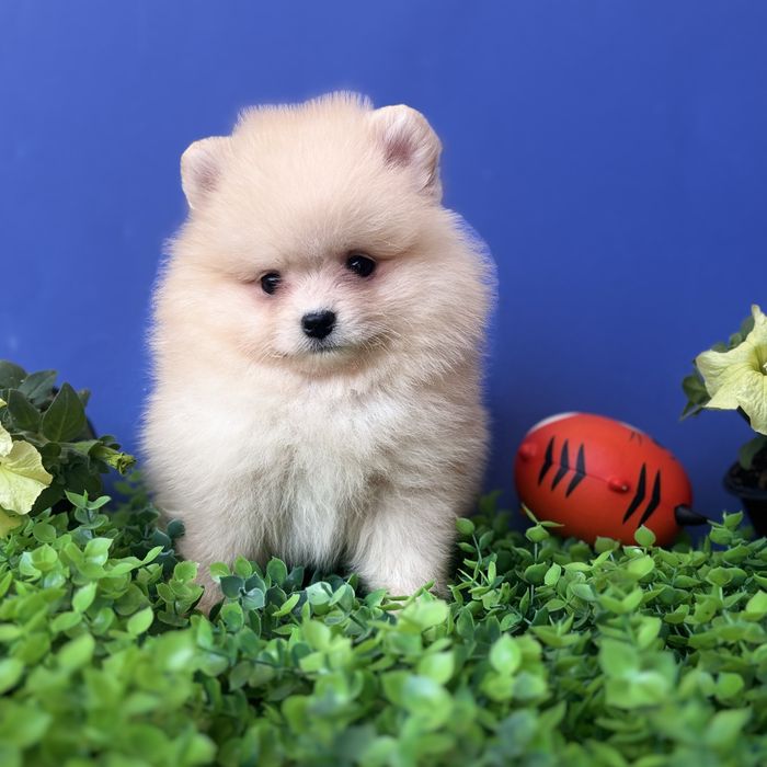 шикарний Ведмедик шоу класу