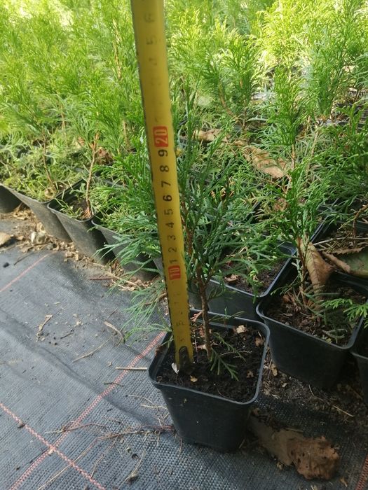 Туї, Ялівці, живці, черенки.