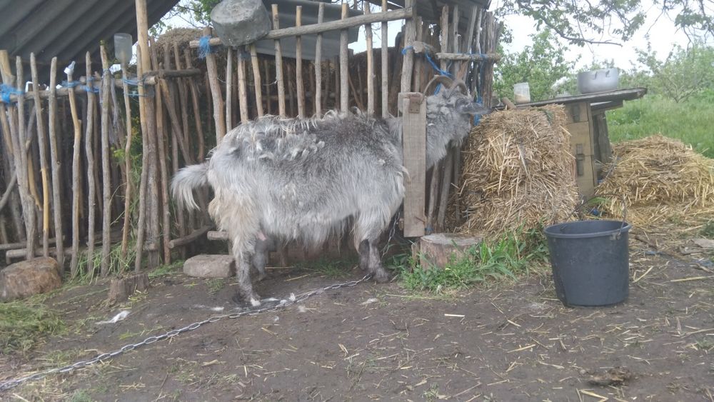 Продам хорошу козу