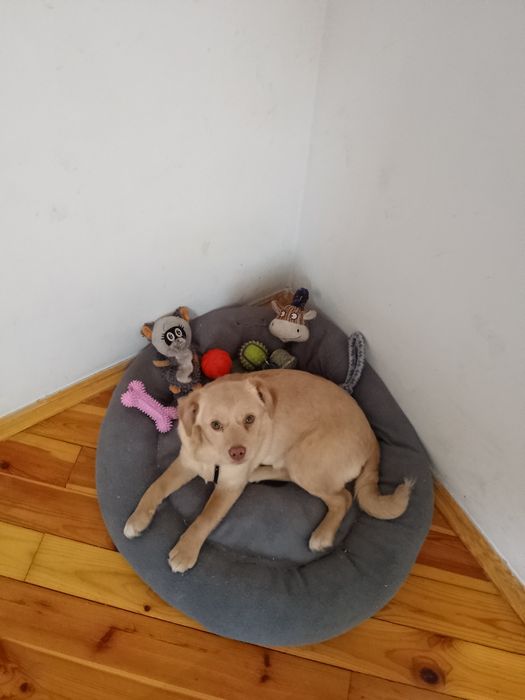 Частный дом. Передержка животных.  Зооотель.  Зоогостинница.