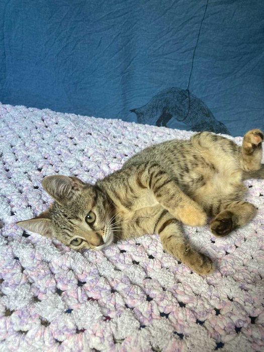 Кошеня Котенок ТЕРМІНОВО