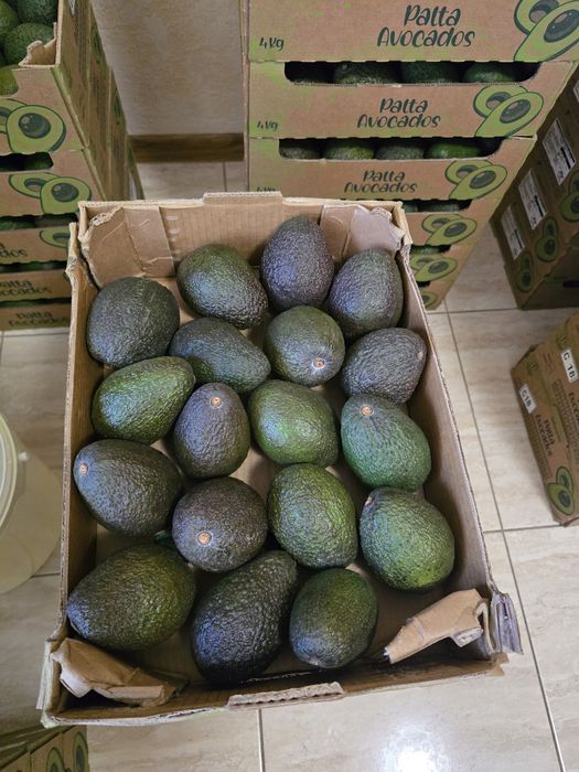 Авокадо ХАСС 18 калібр