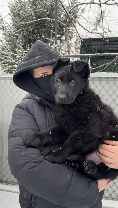 Щенки Немецкой овчарки