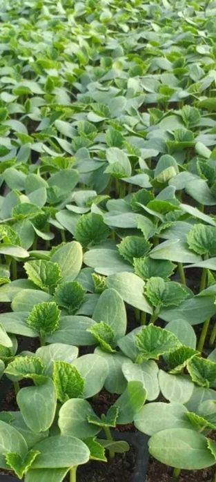 Rozsada warzyw, sadzonki,  pomidory, papryka.