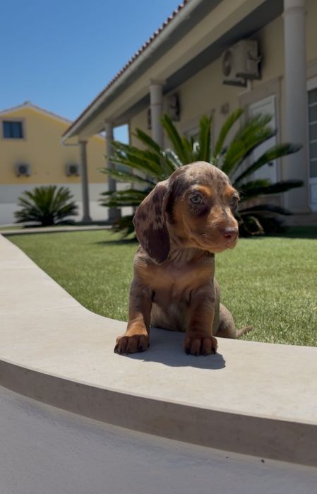 Teckel fêmea miniatura