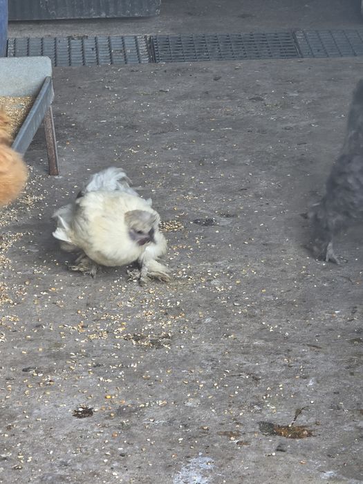 Vendo trio galinhas sedosas do Japão